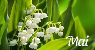 Newsletter Mai 2025